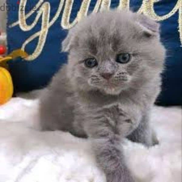 pure Scottish fold kittens 0