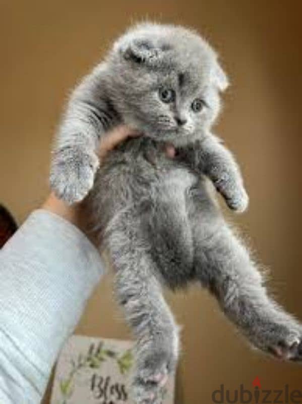 pure Scottish fold kittens 1