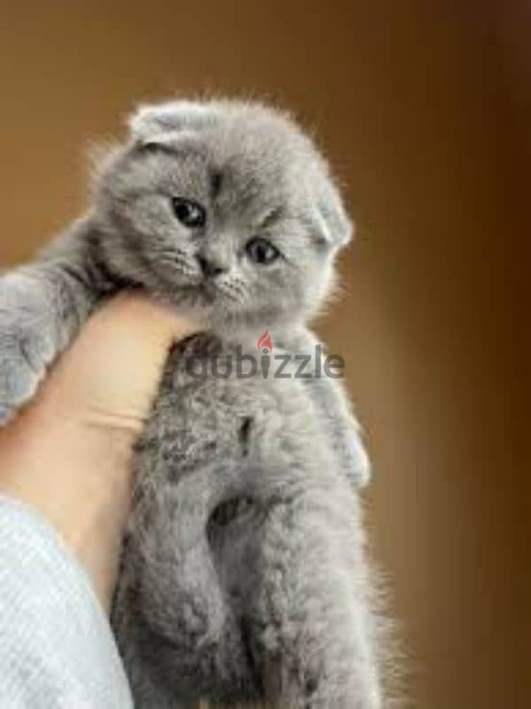 pure Scottish fold kittens 2