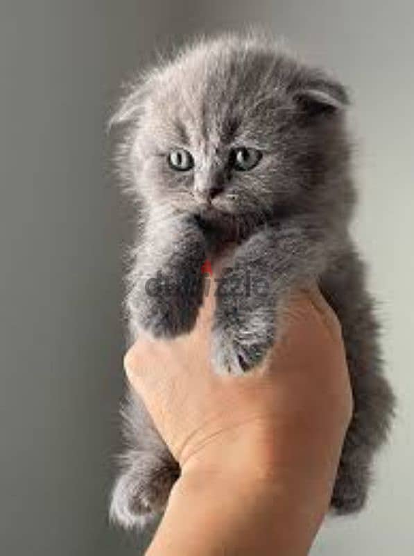 pure Scottish fold kittens 3