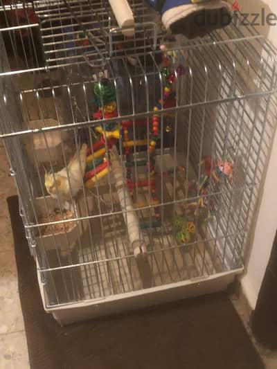 Trained Cockatiel with Cage, Toys, and Food!