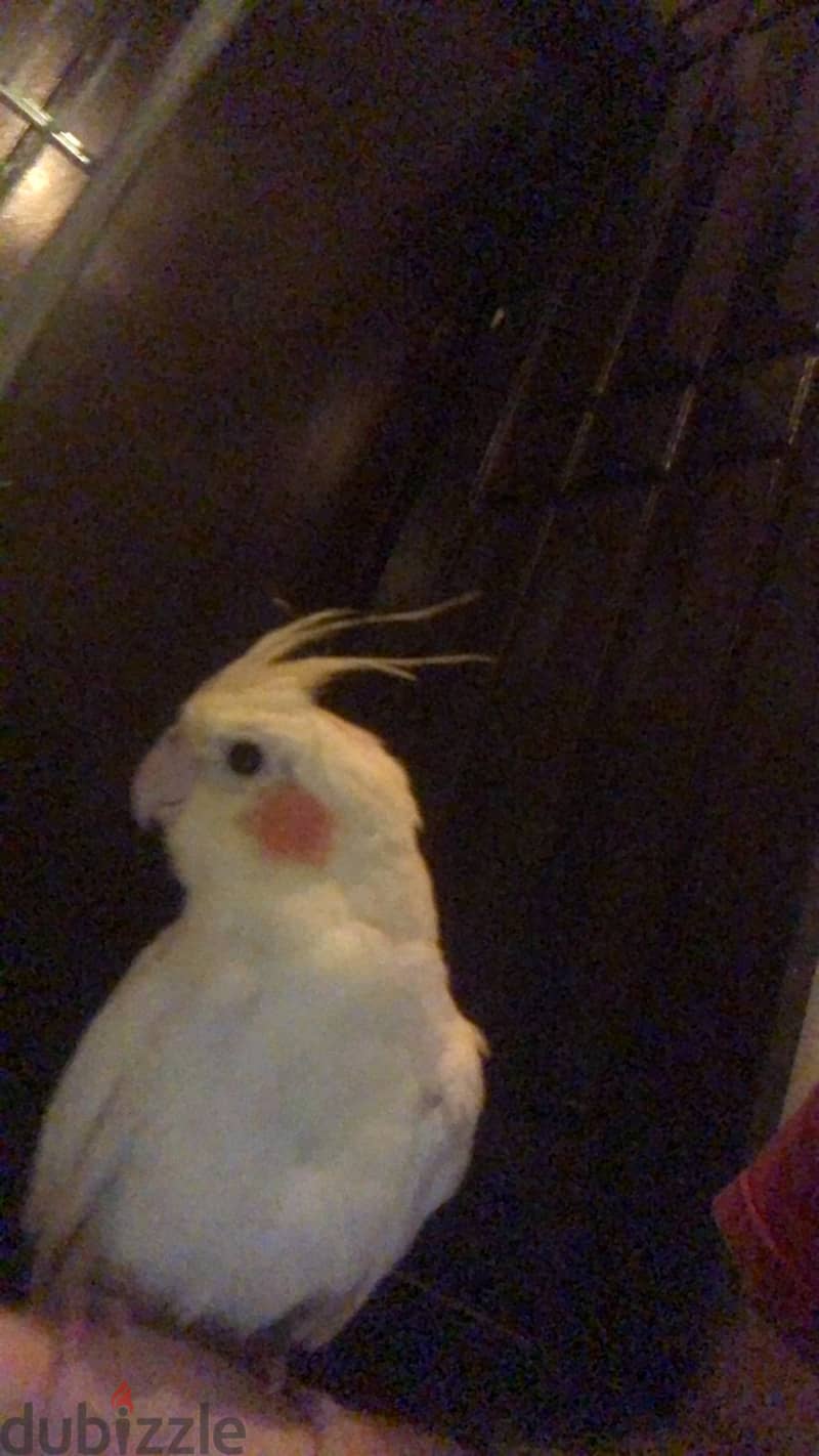 Trained Cockatiel with food 2