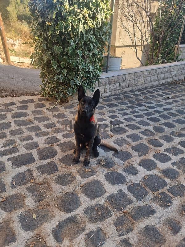 Malinois for sale puppy 4 months age big size male 1