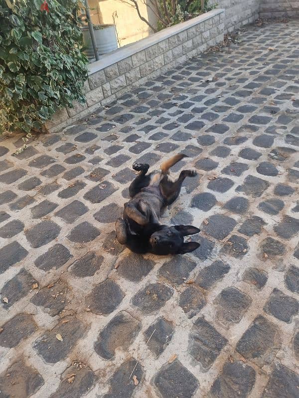 Malinois for sale puppy 4 months age big size male 2