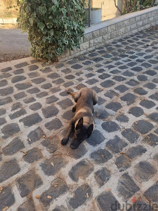 Malinois for sale puppy 4 months age big size male 3