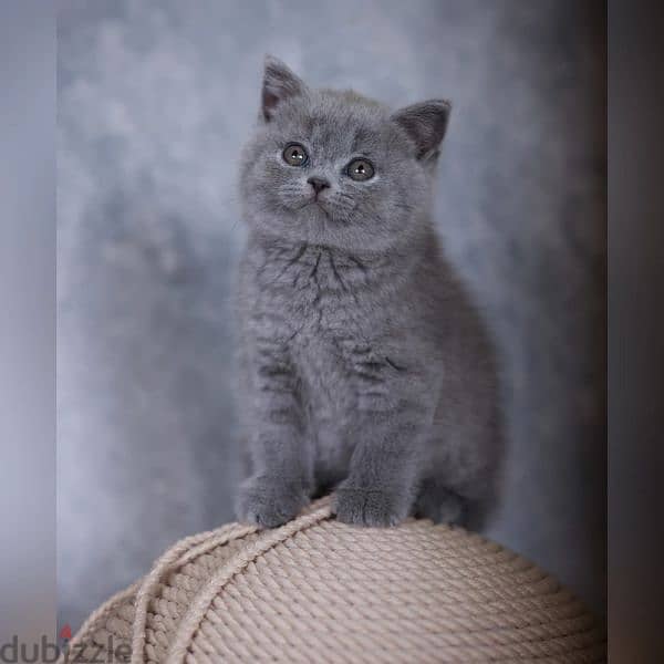 british male kitten 1 month old 0