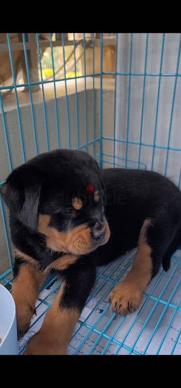 rottweiler