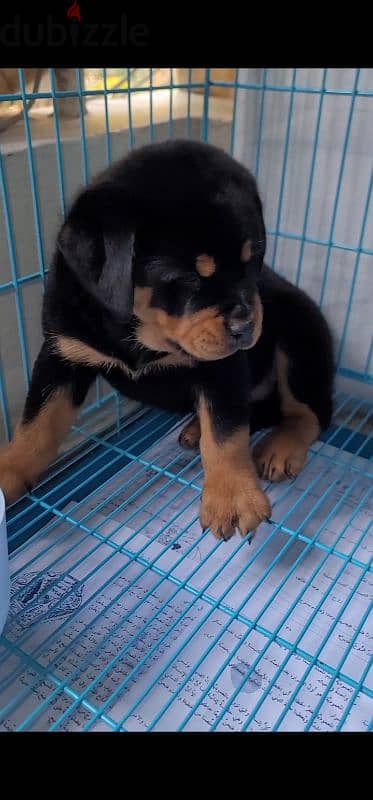 rottweiler king size hight quality 10