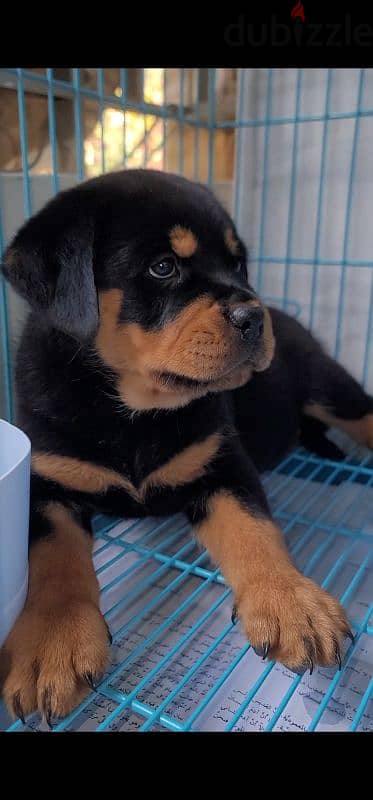 rottweiler king size hight quality 11