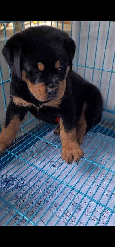 rottweiler king size hight quality 12