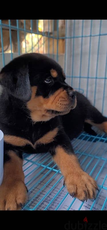 rottweiler king size hight quality 13