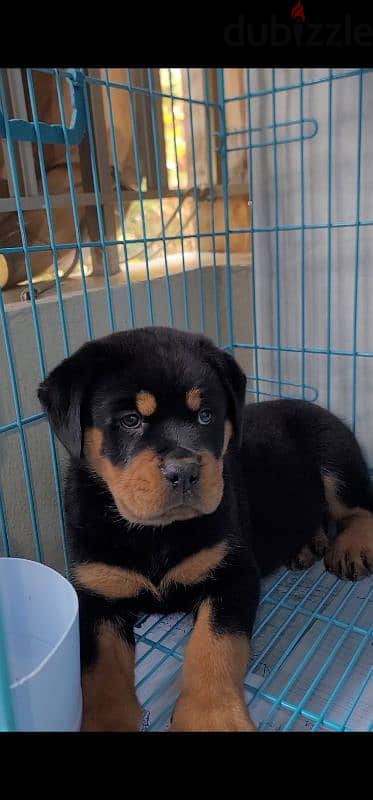 rottweiler king size hight quality 15