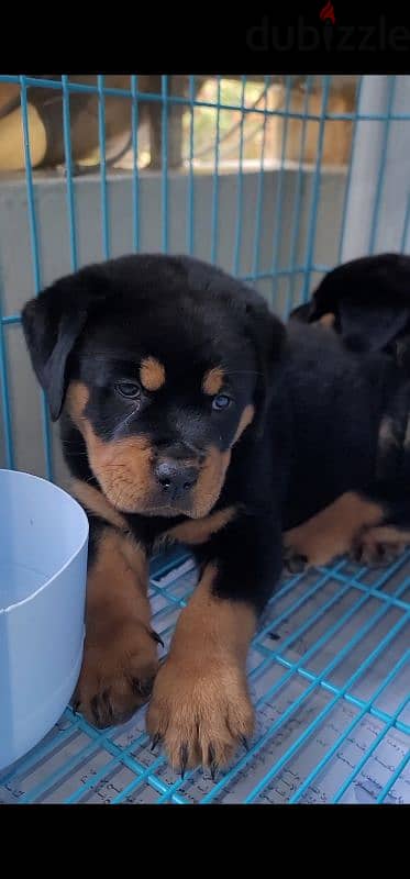 rottweiler