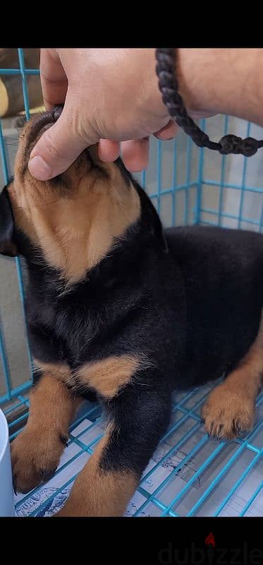 rottweiler king size hight quality 17