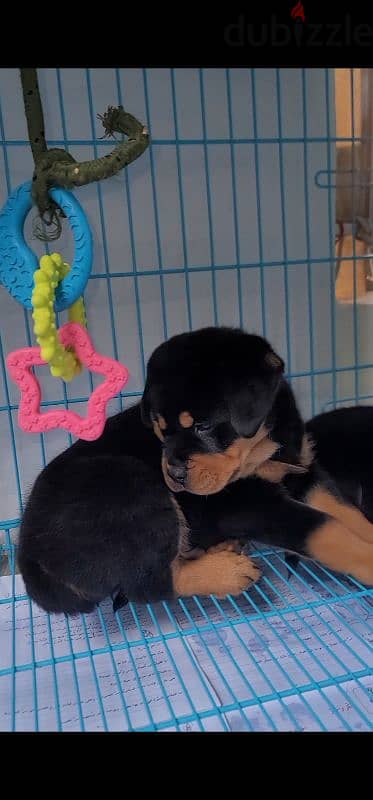 rottweiler king size hight quality 18