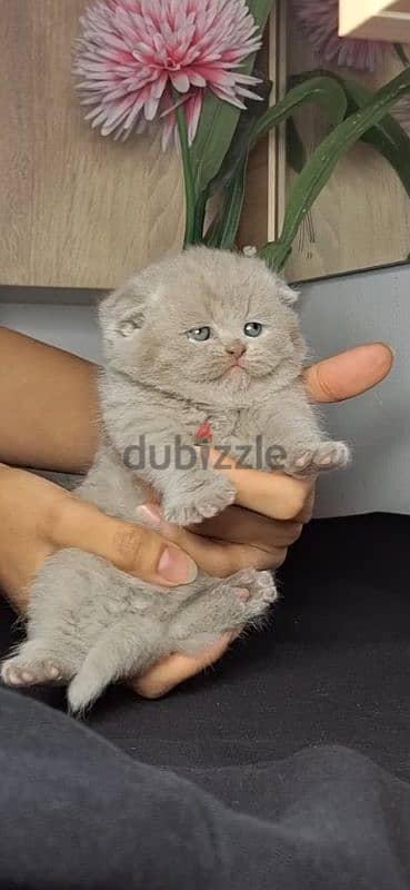 scottish fold-british shorthair cats for reservation