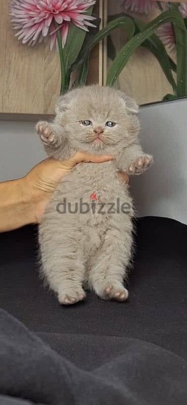 scottish fold-british shorthair cats for reservation 1