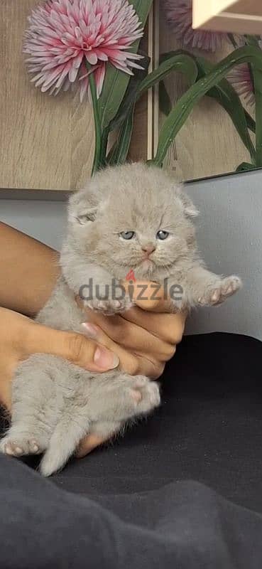 scottish fold-british shorthair cats for reservation 2