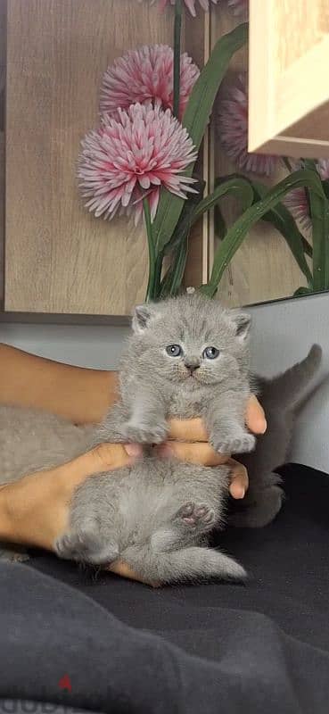 scottish fold-british shorthair cats for reservation 3