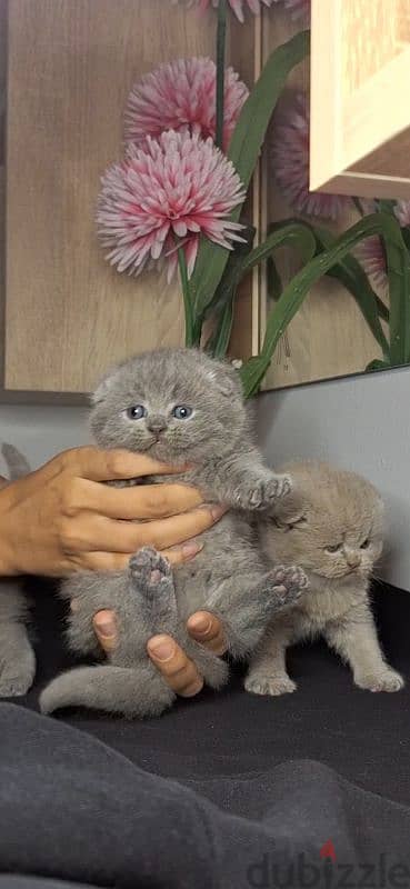 scottish fold-british shorthair cats for reservation 5