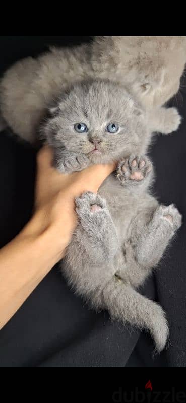 scottish fold-british shorthair cats for reservation 6