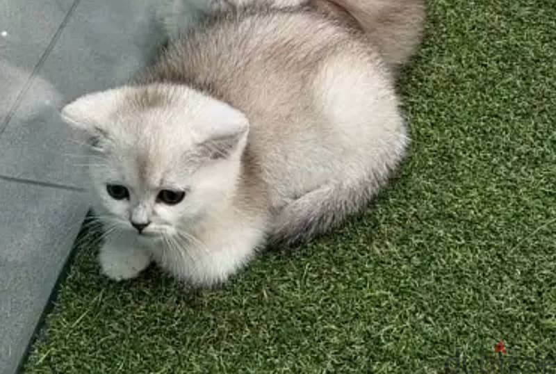 Cute Silver chinchilla kitten / قطط / Cat Delivery 0