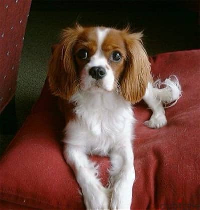 cavalier