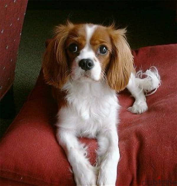 cavalier king charles pure 0