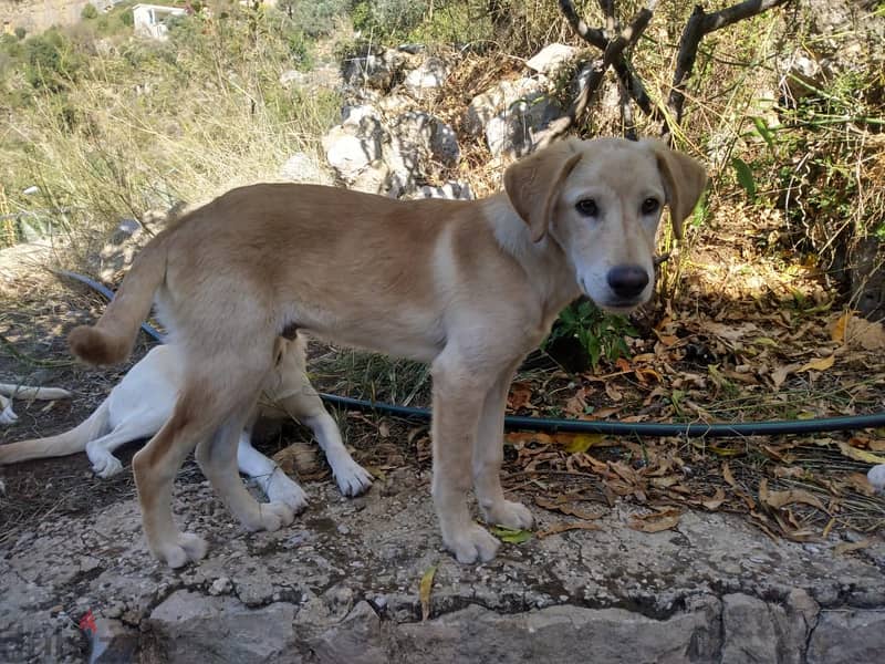 Mixed puppies for adoption. Male 6 months old. 2 left. 0