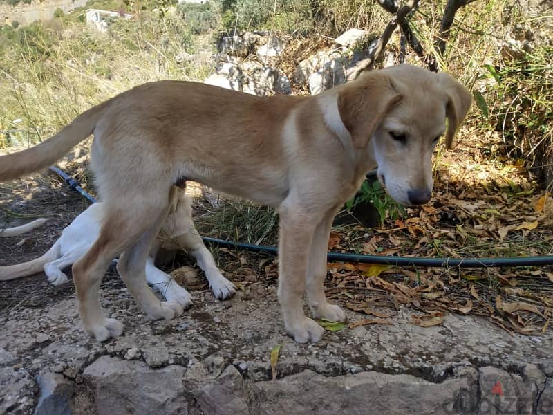 Mixed puppies for adoption. Male 6 months old. 2 left. 1