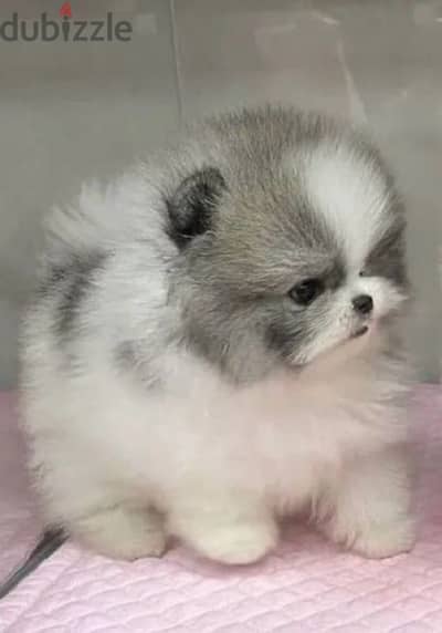 Imported Teacup Pomeranian puppy Bicolor pure breed delivery كلاب