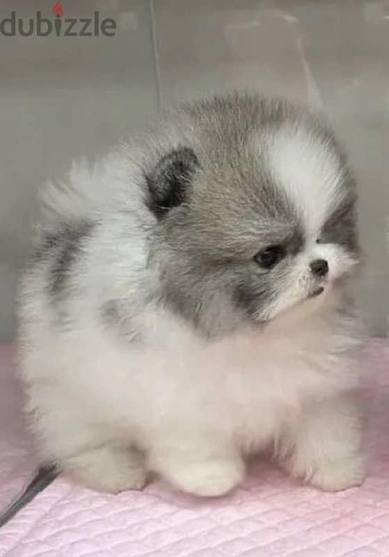 Imported Teacup Pomeranian puppy Bicolor pure breed delivery كلاب 0