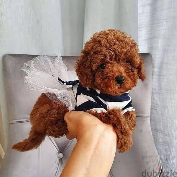 Toy Poodle Puppies Available/Dog/ كلاب/ Imported/Delivery 0