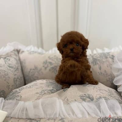 Poodle Puppies Available Pure Breed Dog كلاب Delivery In Store