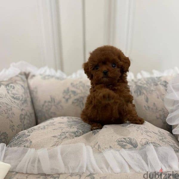 Poodle Puppies Available Pure Breed Dog كلاب Delivery In Store 0