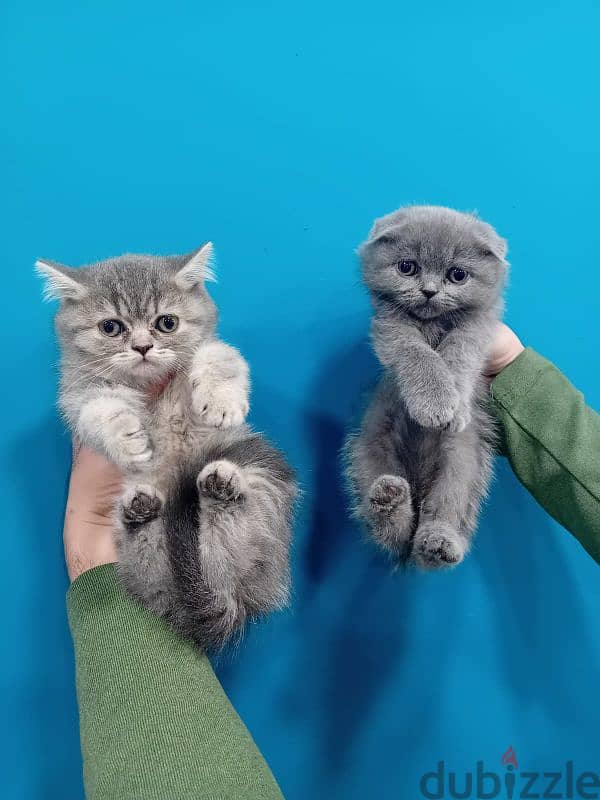 scottish and british fold kitten 0