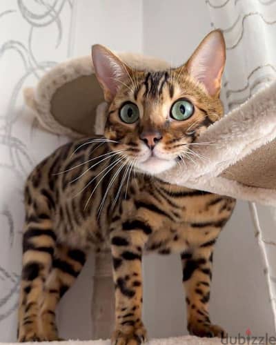 Exotic Bengal Kittens / Imported/ Pure Breed/ Cat قطط