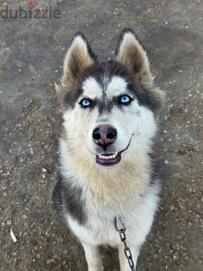 husky special breed