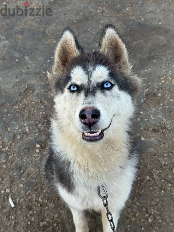 husky special breed 0