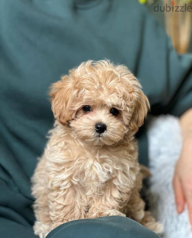 The Cutest Maltipoo Puppies Available Small Size Dog Imported 0