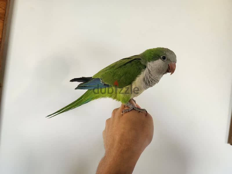 Friendly Green Quaker Parrot ببغاء كويكر اليف Super Tamed  كتير 1