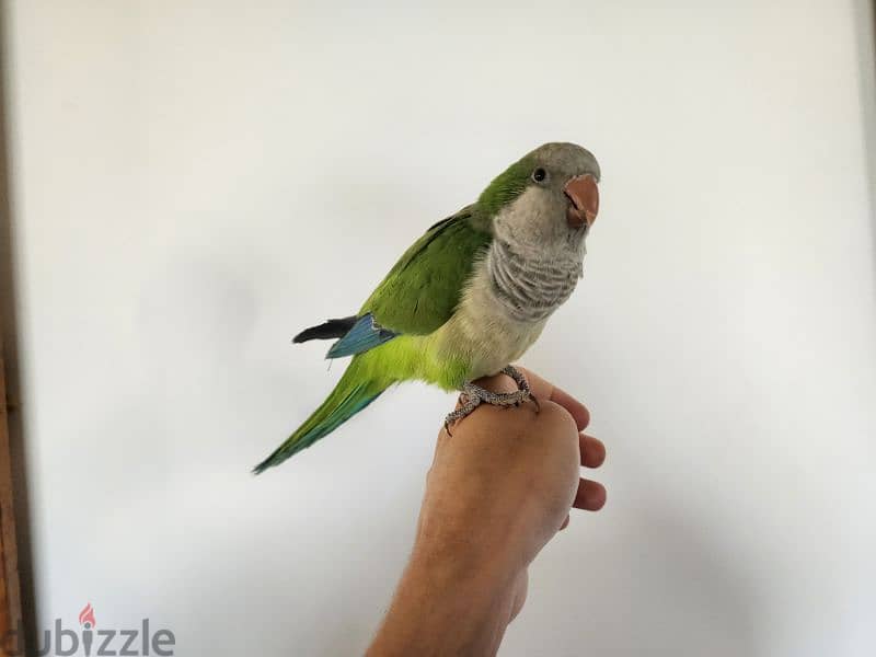 Friendly Green Quaker Parrot ببغاء كويكر اليف Super Tamed  كتير 0