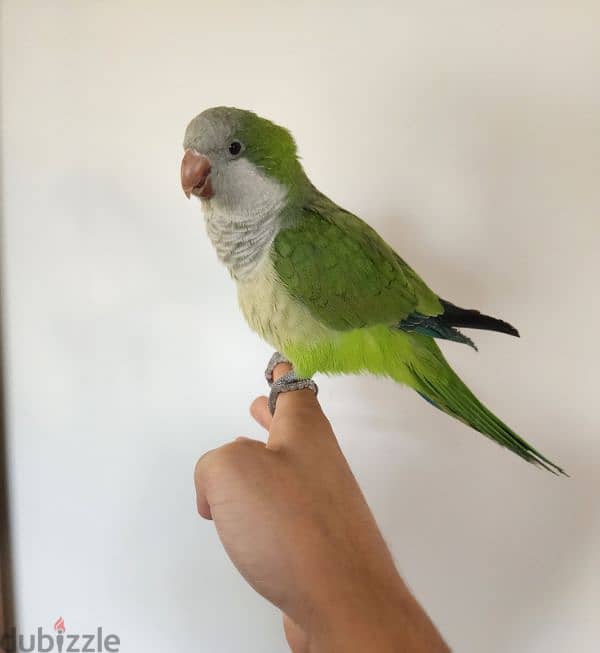 Friendly Green Quaker Parrot ببغاء كويكر اليف Super Tamed  كتير 2