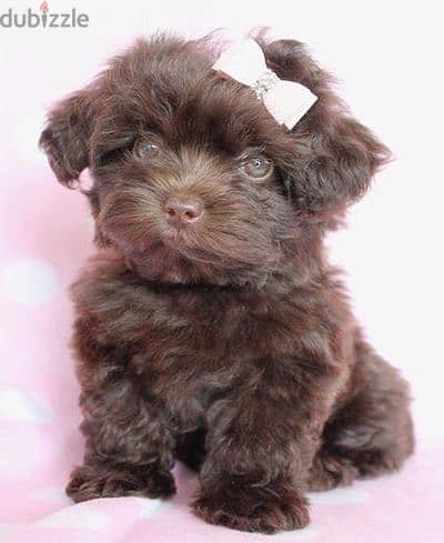 Cutest Chocolate Brown Maltipoo Puppies/ Available in store/ dog كلاب 0