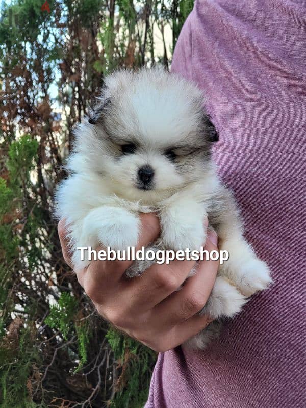 Pomeranian Teacup Parti Color Puppies/ Available now/ dog كلاب 0