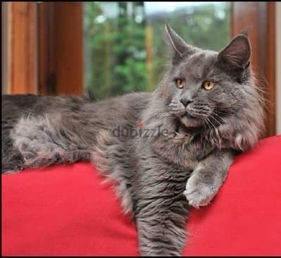 Imported Mainecoon Kitten Blue Grey Delivery