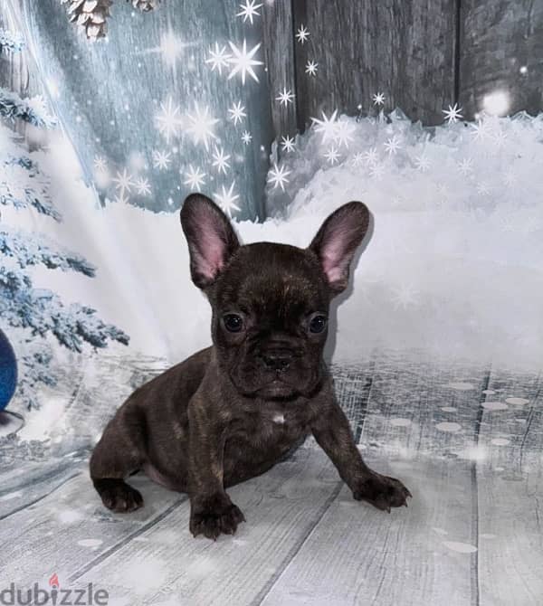 French Bulldog Brindle Tiger Imported 0