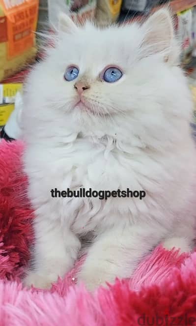 Persian Kitten with Perfect Features kitten available/ قطط cat