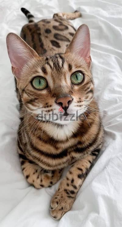 Bengal