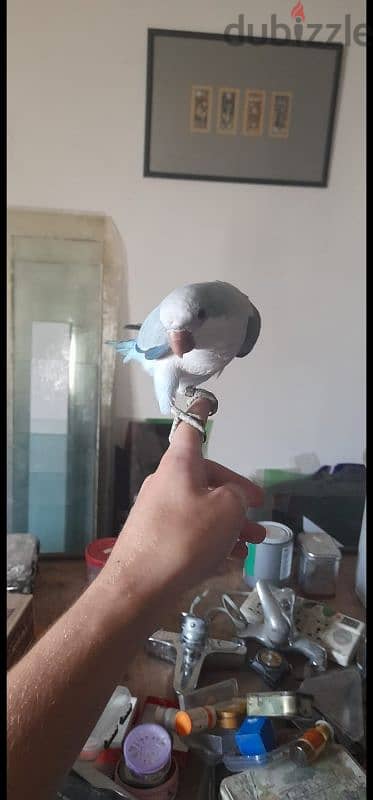 Friendly Blue and White Quaker Parrot Tamed ببغاء كويكر اليف 0